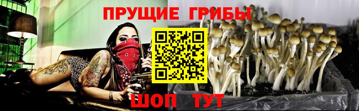 Псилоцибиновые грибы прущие грибы Можга